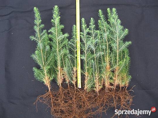 świerk srebrny serbski na choinki Zamęty