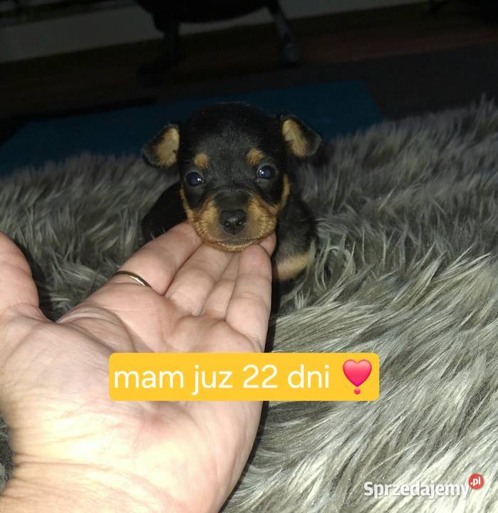 Pinczery ratlerki miniaturki Jasło