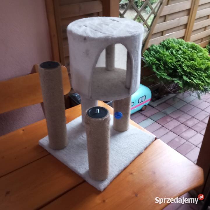 Drapak kota mały drapak kota dolnośląskie Złotoryja