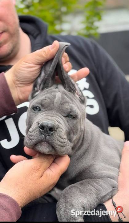 Cane Corso Szczenięta Lamk