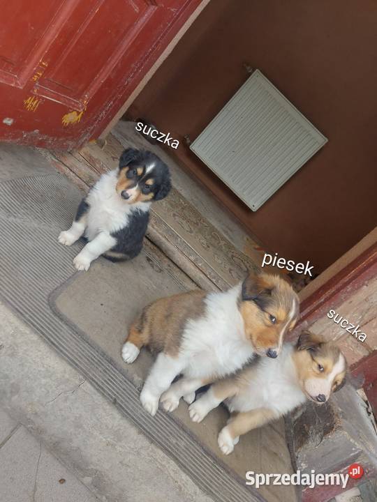 Owczarek szkocki collie Sobieska Wola Druga sprzedam