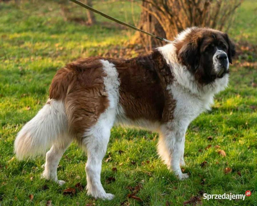 Moskiewski Pies Stróżujący Nie Bernardyn Nie Zakrzyn