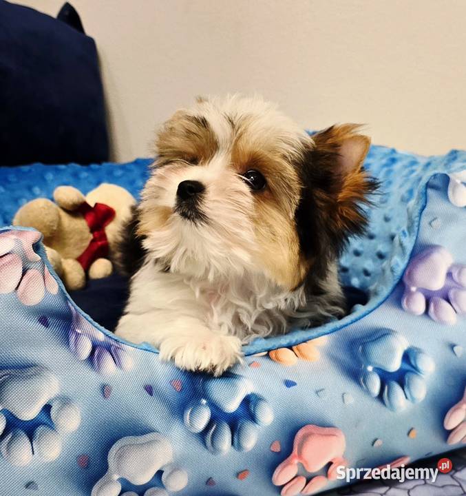 Biewer York piesek laleczka malutki Yorki do Orzesze
