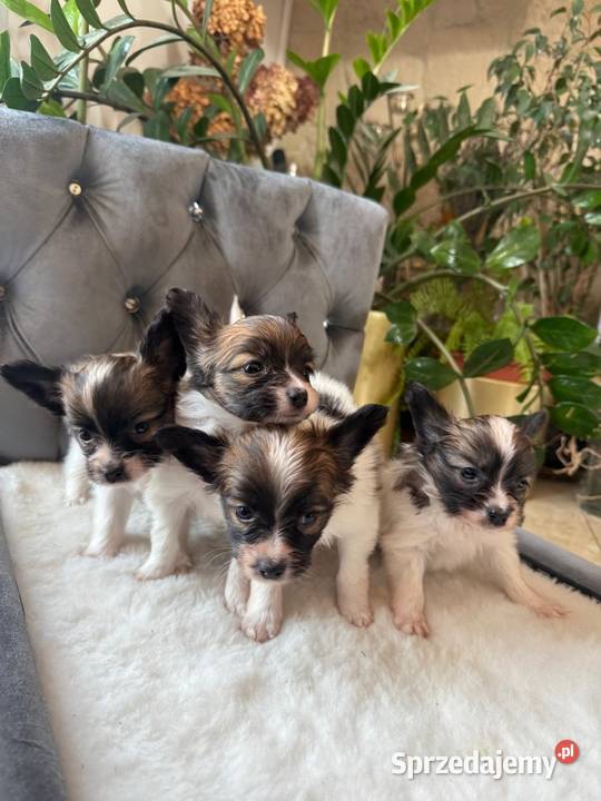 Papillon szczeniak Spaniel kontynentalny Dudki