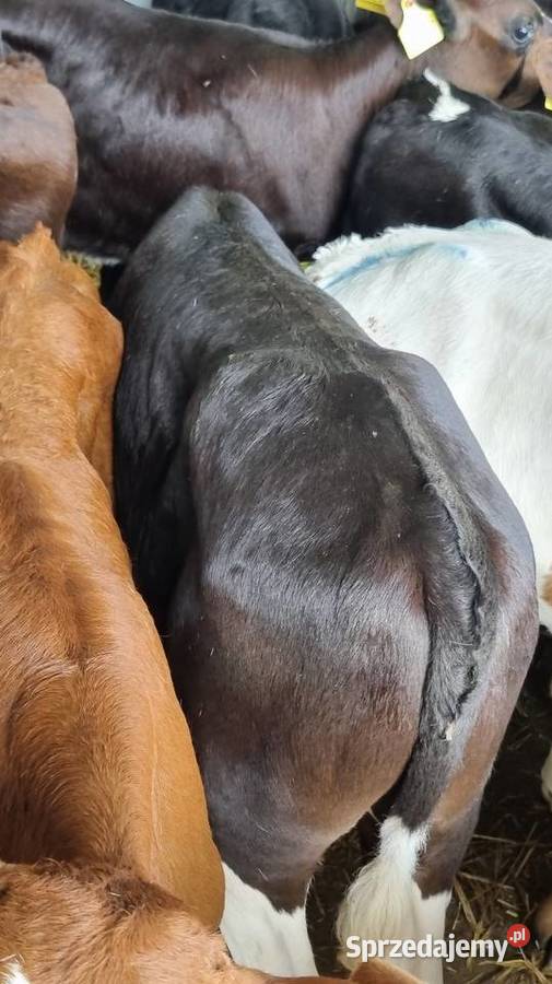 Cielaki byczki mięsne I mieszańce Ostrołęka