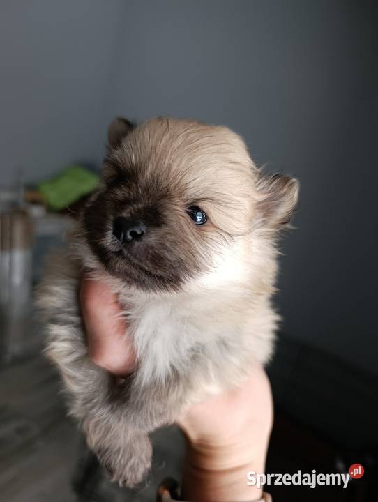 Szpic miniaturowy Przepiękny maluchr Szpic miniaturowy Warszawa