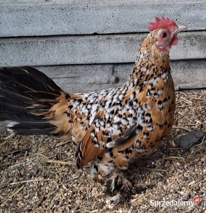 Jaja lęgowe karzełki łapciate Ptaki mazowieckie Łochów