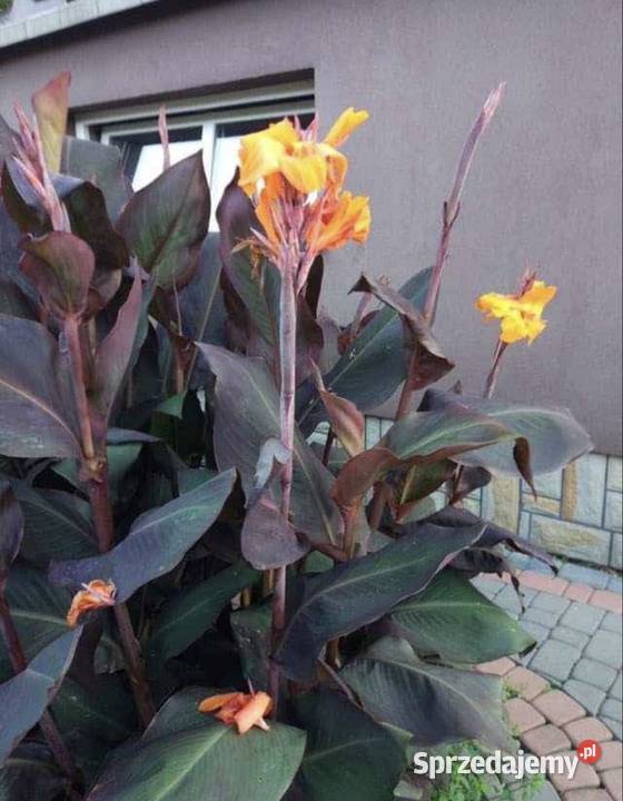 Kłącza Kanny i bulwy Dalii Kraków