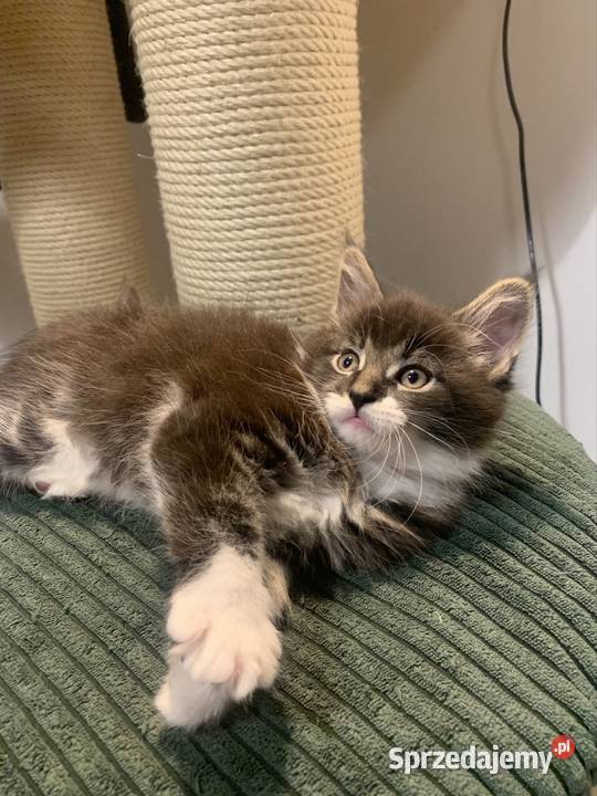 Maine Coon Kocur Czarno Biały Wybitne Warszawa