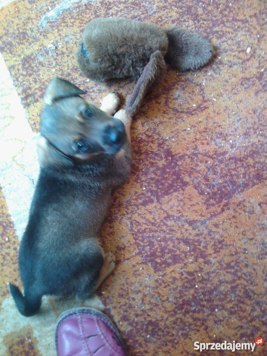 szczeniaki warmińsko-mazurskie