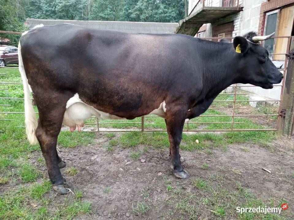 Sprzedam krowę sprzedam