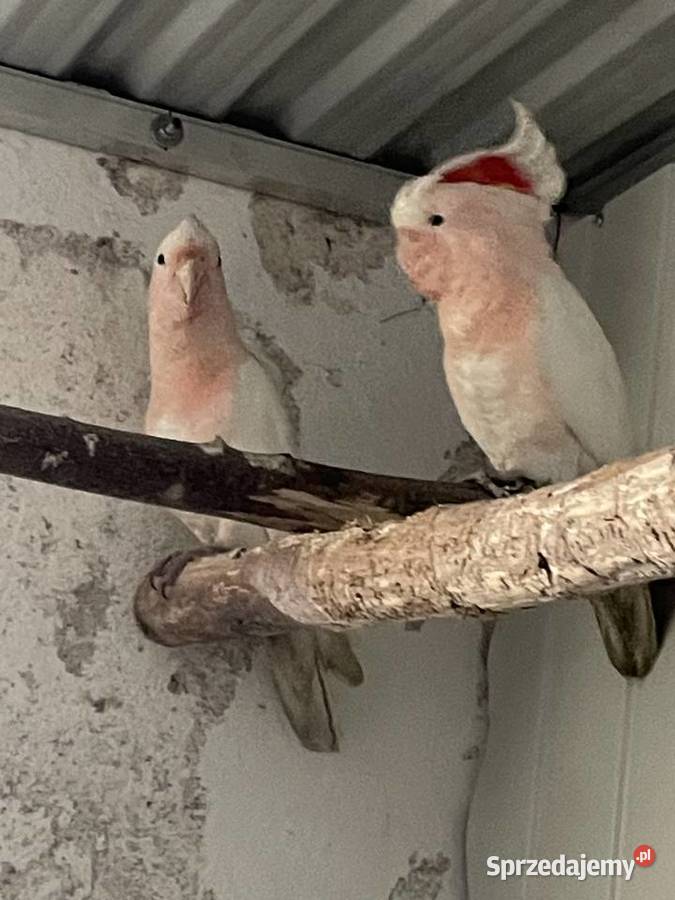 Kakadu inka 0.1 2025