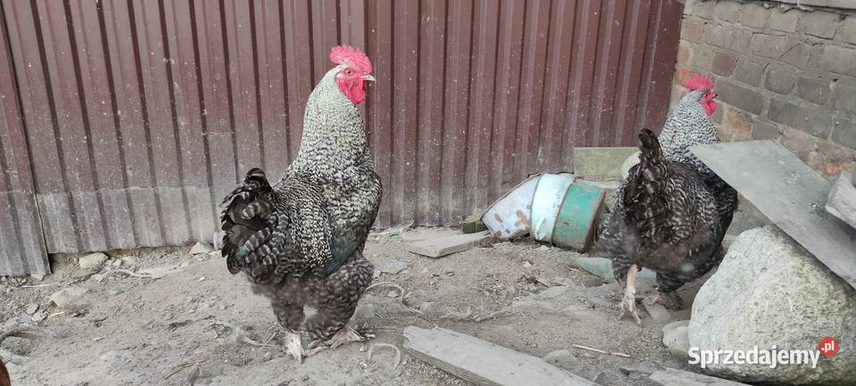 Koguty olbrzymie sprzedam