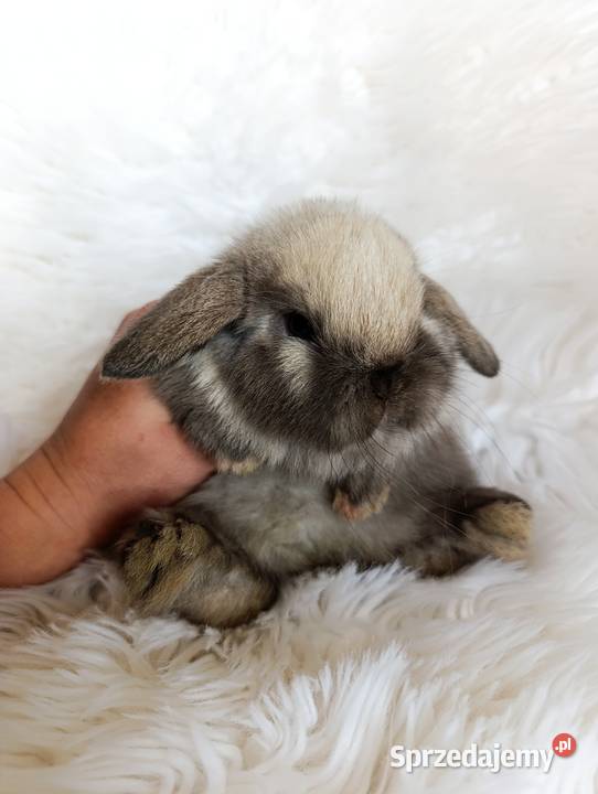 Królik miniaturka mini lop Szczucin