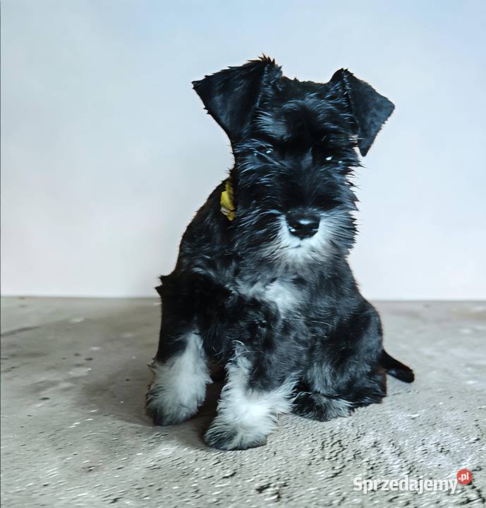 Sznaucer miniaturowy czarno srebrny FCI Wałbrzych