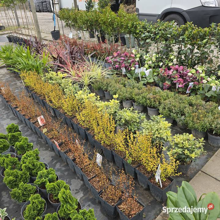 Laurowiśnia 100120 rozkrzewiona Rydzyny