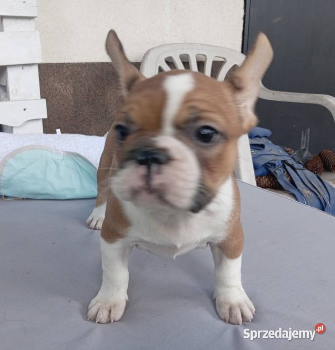 Buldog francuski szcenieta Legionowo
