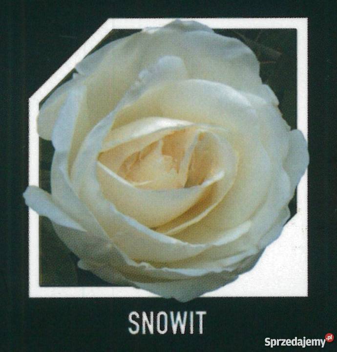 sadzonki róż RÓŻE HURT Radom