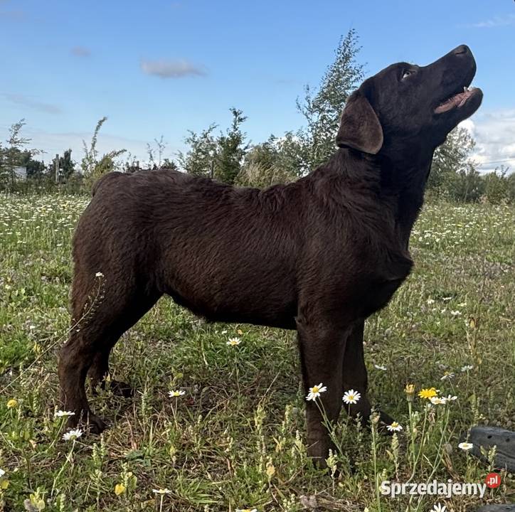 Labrador Czekoladowy szczenię Labrador Piekary