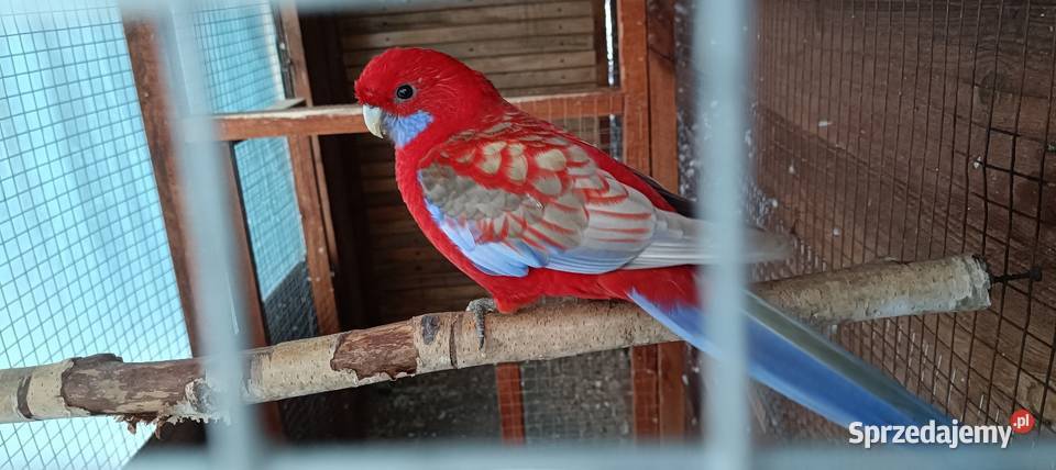 Rozelle królewskie świergotki Płońsk