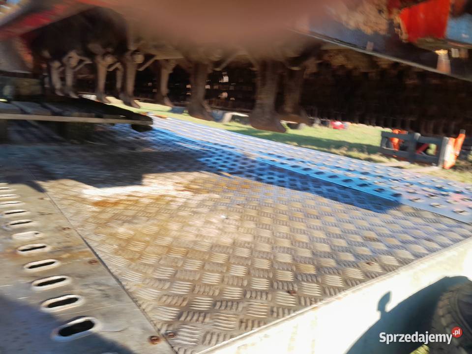 Mulczer Quivogne BPMS 2008 Sadogóra