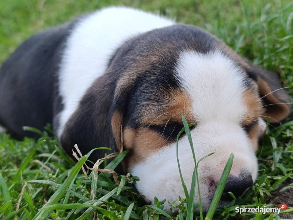 Beagle tricolor szczenięta Sokołów Podlaski