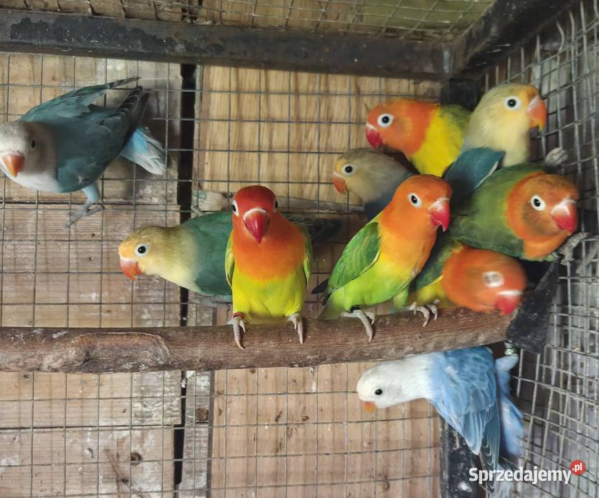 Nierozłączki Fischery Gdynia sprzedam