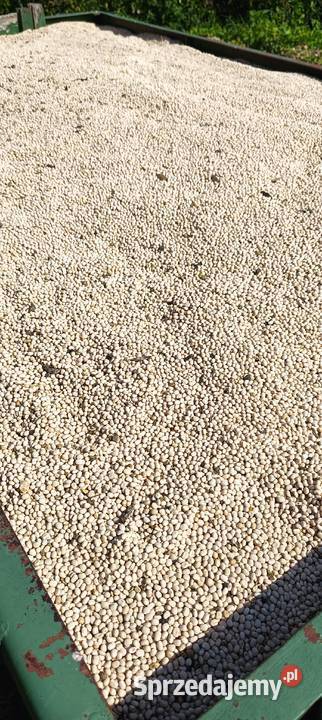 Łubin wąskolistny Węgorzewo