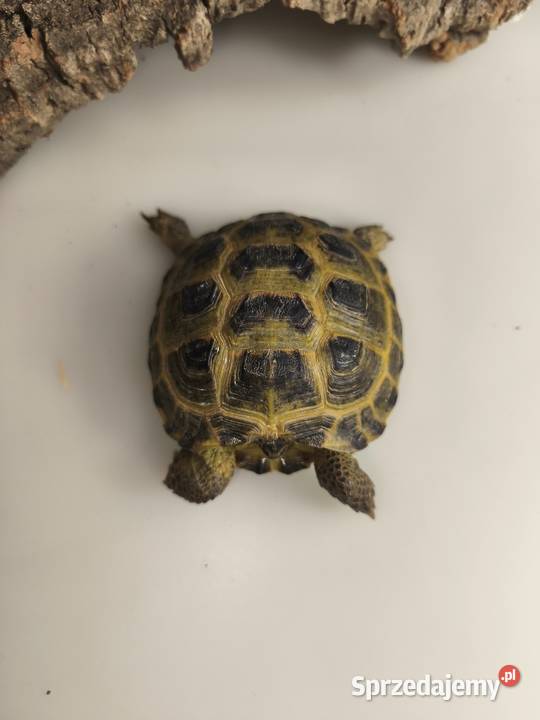 Żółw stepowy Testudo horsfieldii młode gady Wałbrzych