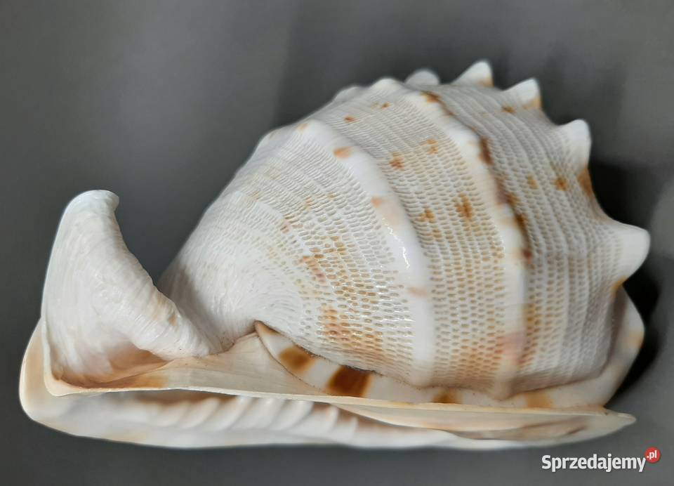 Muszla Przyłbica rogata