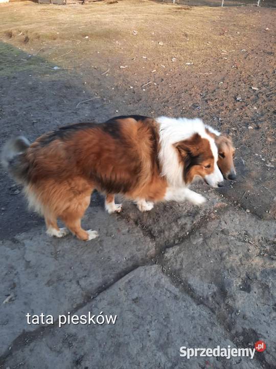 Owczarek szkocki collie Sobieska Wola Druga