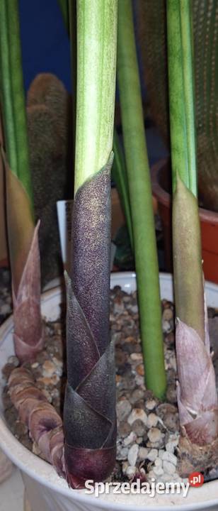 Sansevieria bacularis z kolekcji odrost liść 75 mazowieckie Warszawa