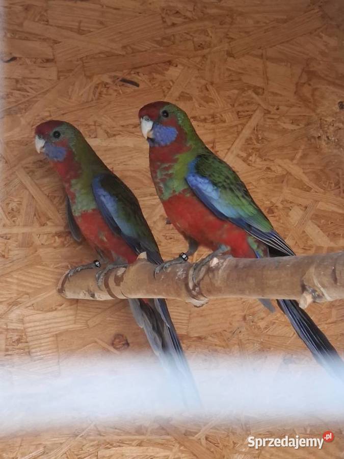 Rozelle królewskie Lubiechowo sprzedam