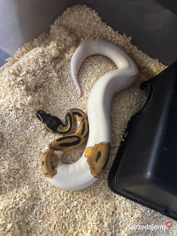 Python królewski Piebald