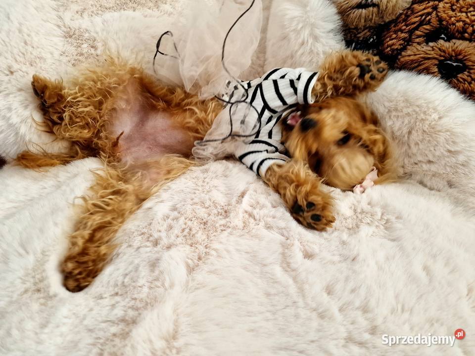Pudel toy Layla paszport ur 07012026 b podkarpackie