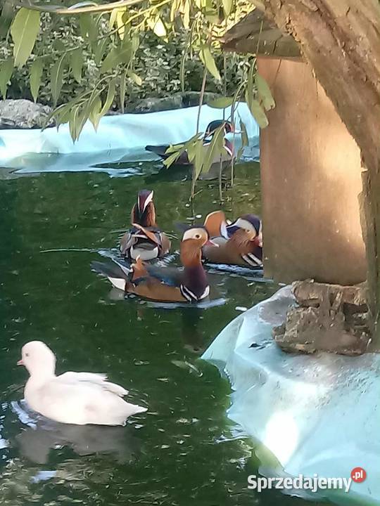 Kaczki mandarynki Skała