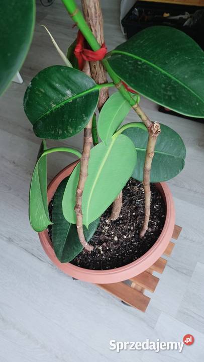 Fikus Ficus Elastica Łódź