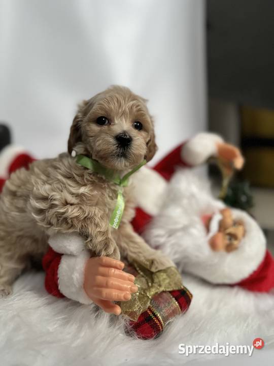 Maltipoo pudel Maltańczyk maltipoorybnik Pozostałe Rybnik