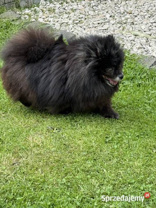Szpic pomeranian dorosła sunia Gliwice