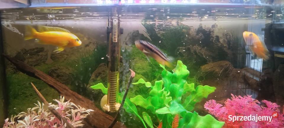 Oddam ptasie mleczko 4 pyszczaki Głowno