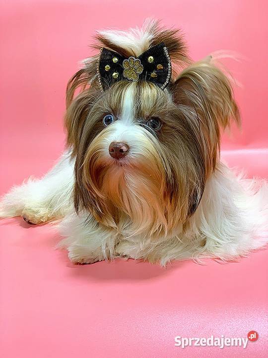 Kolor York Shokoberry Warszawa sprzedam