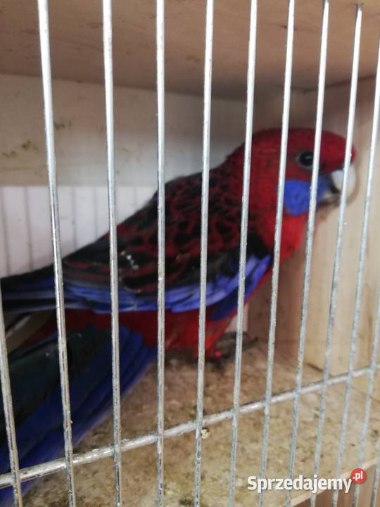 Sprzedam samca rozeli królewskiej Nowy Sącz sprzedam