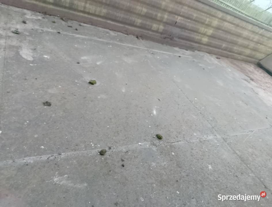 Rozrzutnik transport przyczepa 1osiowy złomu wielkopolskie