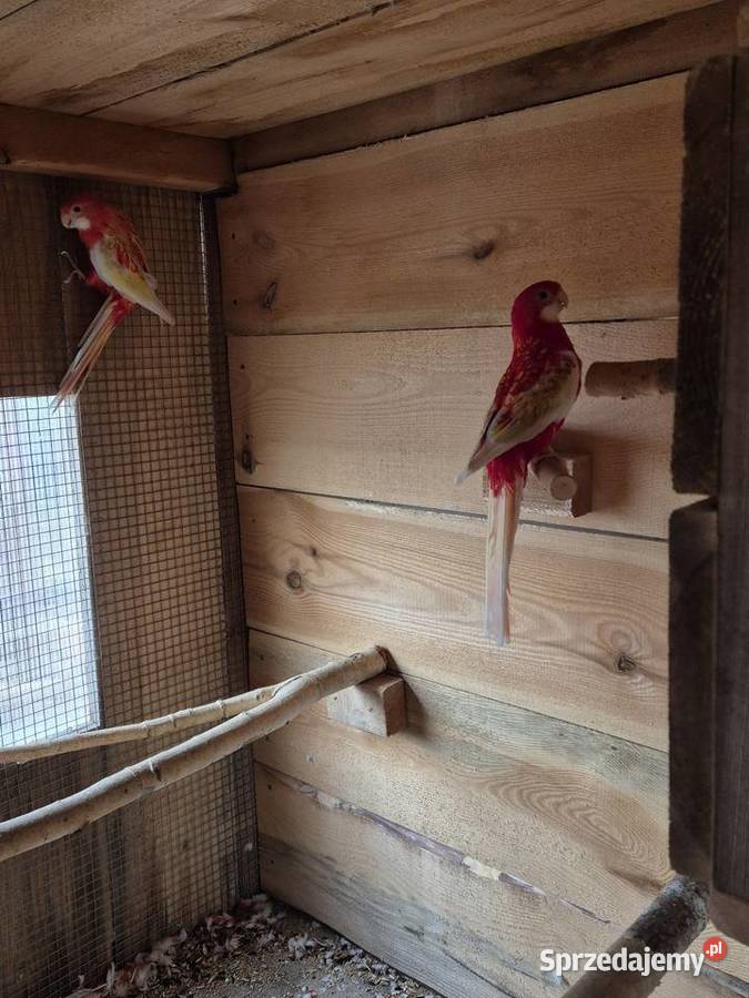 Rozelle białolice Brzezie