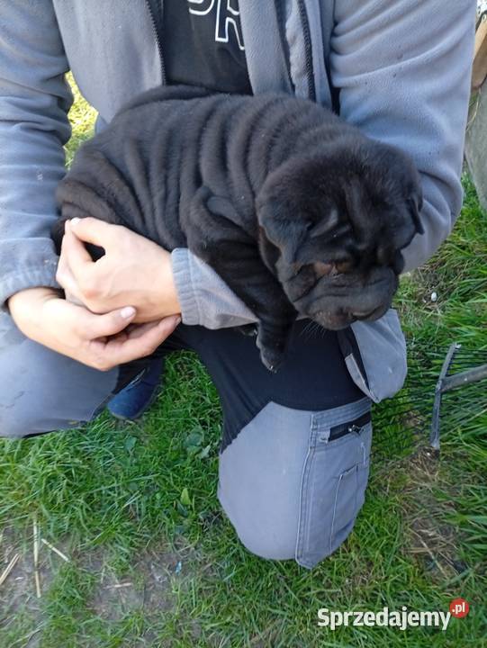SHAR PEI lubelskie