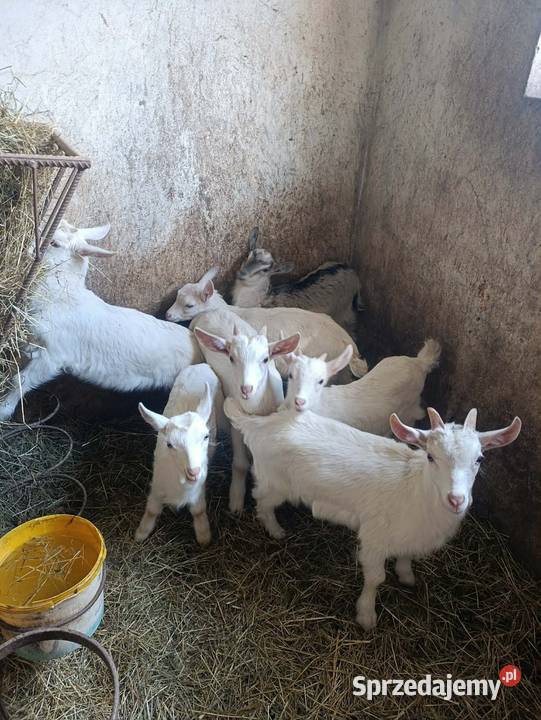 Kózki i koziołki Kozy Brzeziny