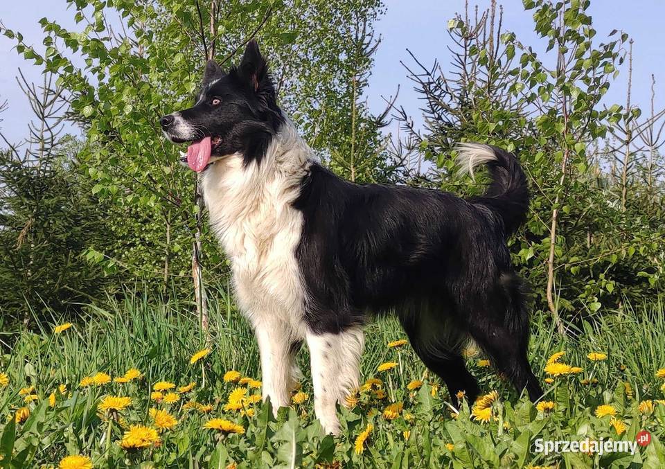 Suczka BORDER COLLIE z pełną dok przebadani podkarpackie Iwonicz