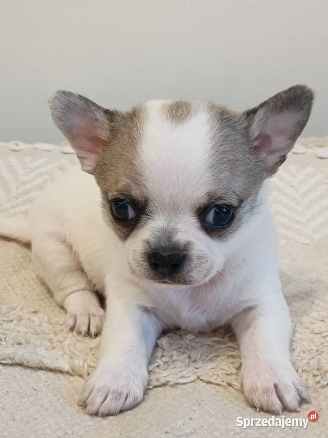 Chihuahua słodki piesek Łękińsko sprzedam