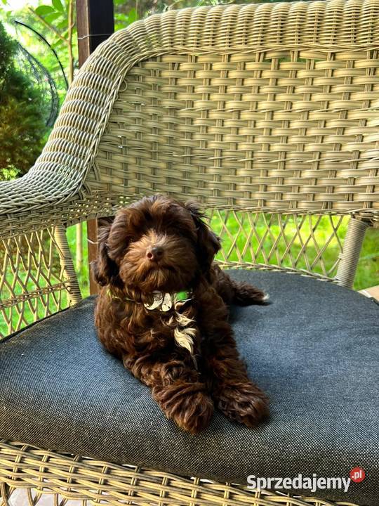 Śliczne szczeniaczki rasy Maltipoo mazowieckie Warszawa