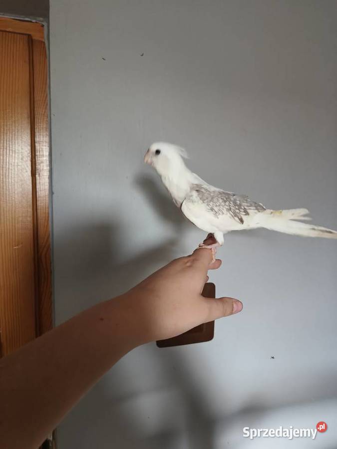 Papugi nimfy ręcznie karmione Bochnia